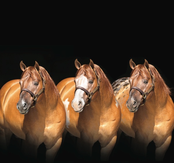 Erbkrankheiten bei Western Horses