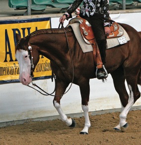 Was wollen Westernreiter3