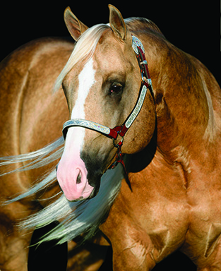 WIMPYS LITTLE STEP IST Seven-Million- Dollar Sire