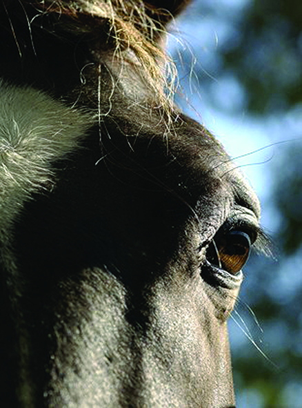 HERDA-PFERDE MIT AUGENVERÄNDERUNGEN