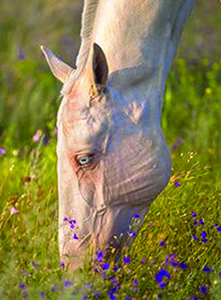 BLAUÄUGIGE PFERDE OHNE SEHPROBLEME