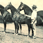 Morgan Horses