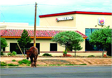 Pferde in der Navajo-Reservation