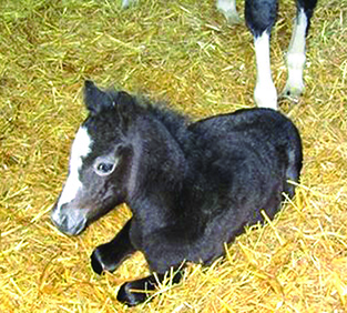 EUROPAS ERSTES FROZEN EMBRYO-FOHLEN