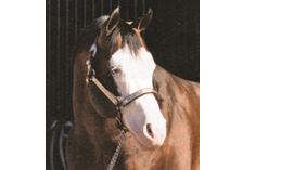PAINT STALLIONS FÜHREN in EQUI-STAT SIRE-LISTE