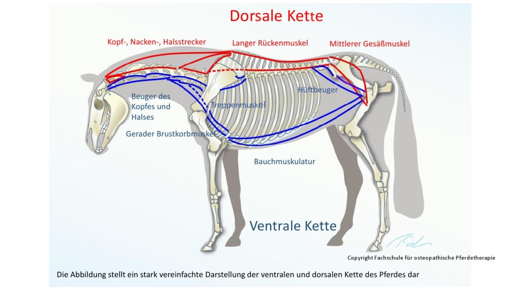 Osteopathisch geschulter Sattelanpasser
