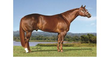 Kid Coolsified erster Million-Dollar Halter Sire