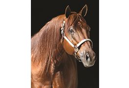 Whiz N Tag Chex NRHA Two-Million- Dollar Sire