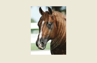 Smart Like Juice NRHA’s Newest Three Million Dollar Sire