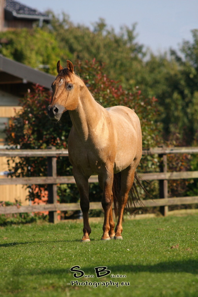 Frostys Chic Olena ist verstorben. *25.06.1991 – †30.03.2016