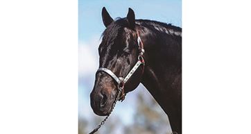 A Sparkling Vintage NEUESTER NRHA MILLION-DOLLAR SIRE
