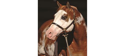 APHA Lifetime Leading Sire Zippos Sensation gestorben