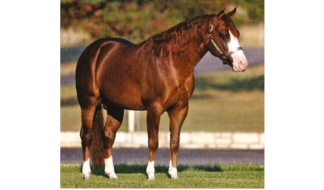 Gunnatrashya wurde NRHA Million-Dollar Sire
