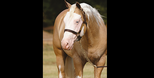 Pale Face Dunnit jetzt Two-Million-Dollar Sire