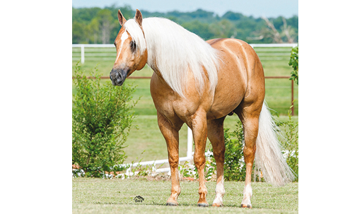 Shiners Voodoo Dr Million-Dollar Sire