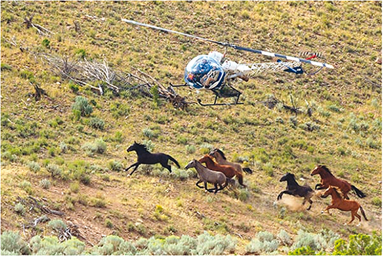 Report: Mustang Helikopter- Roundups so sicher wie Köder-Corrals