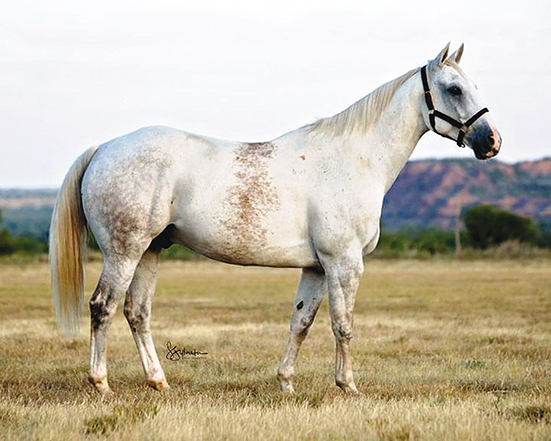 NEUE REKORDE BEI DER AQHA REMUDA SALE
