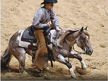 Metallic Cat erster NRCHA 5-Million-Dollar Sire