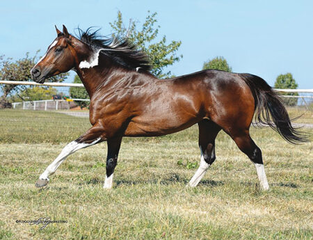 Paints brillieren Open Competition